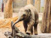 Melbourne Zoo