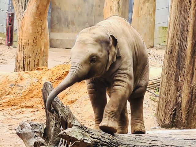 Melbourne Zoo