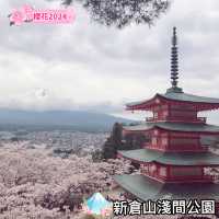 【新倉山淺間公園】不能錯過櫻花與富士山同框的畫面🌸🗻