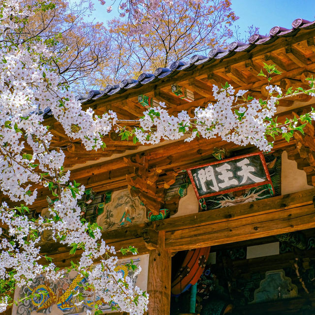 Blossom-Filled Exploration of Korea's Streets