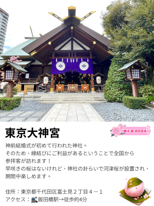 【東京大神宮/東京都】春になると河津桜を設置