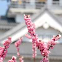 滋賀県の桜🌸彦根城