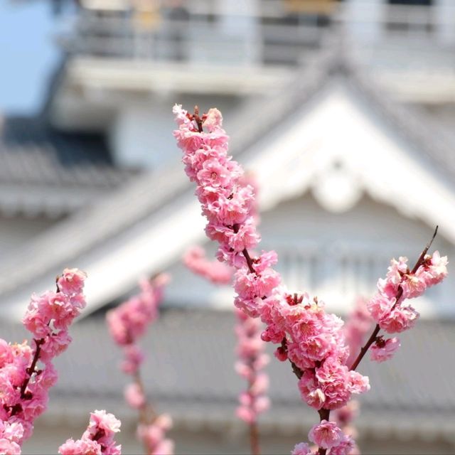 滋賀県の桜🌸彦根城