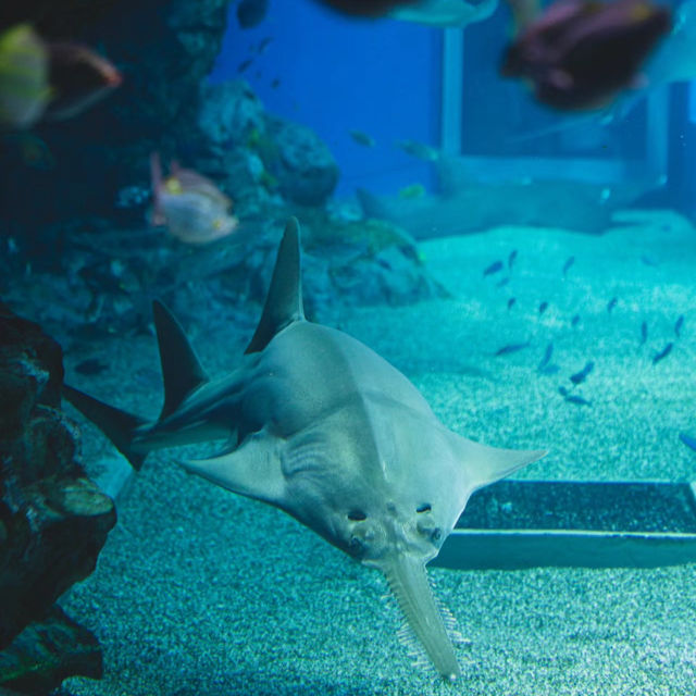 吉隆坡城中城水族館：海洋奇境，獨一無二的體驗