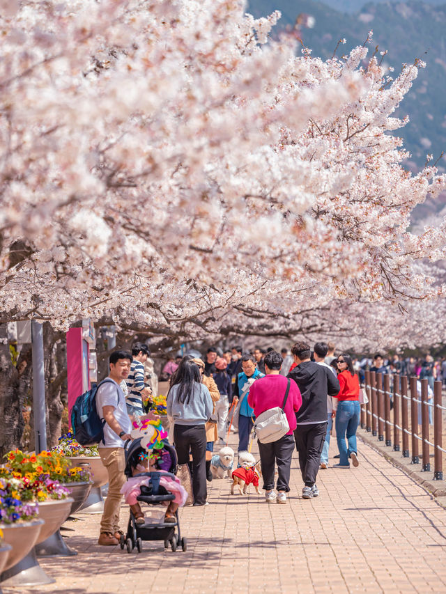 Jinhae Gunhangje Festival เทศกาลพ็อตกตที่สวยที่สุด