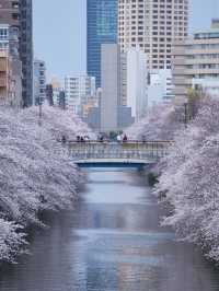 総距離4km‼️川沿いの道のりを歩いて桜を堪能しよう🌸花見クルーズもある⁉️※撮影ポイント(場所)情報付き