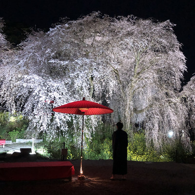幻想的な夜桜 | Trip.com うきは