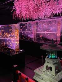 【アートアクアリウム美術館 GINZA /東京都】春を先取り！幻想的空間の桜と金魚