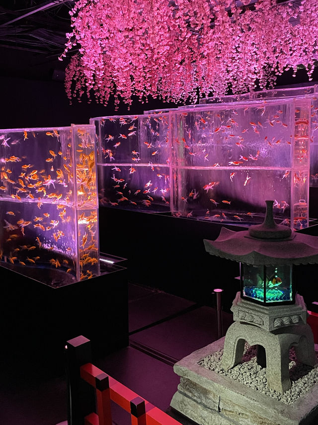 【アートアクアリウム美術館 GINZA /東京都】春を先取り！幻想的空間の桜と金魚