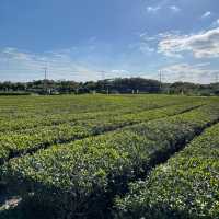 A Serene Retreat for Tea Enthusiasts