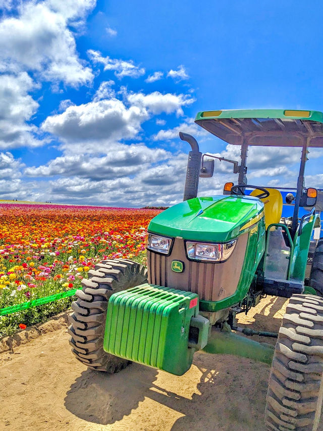 The Flower Fields