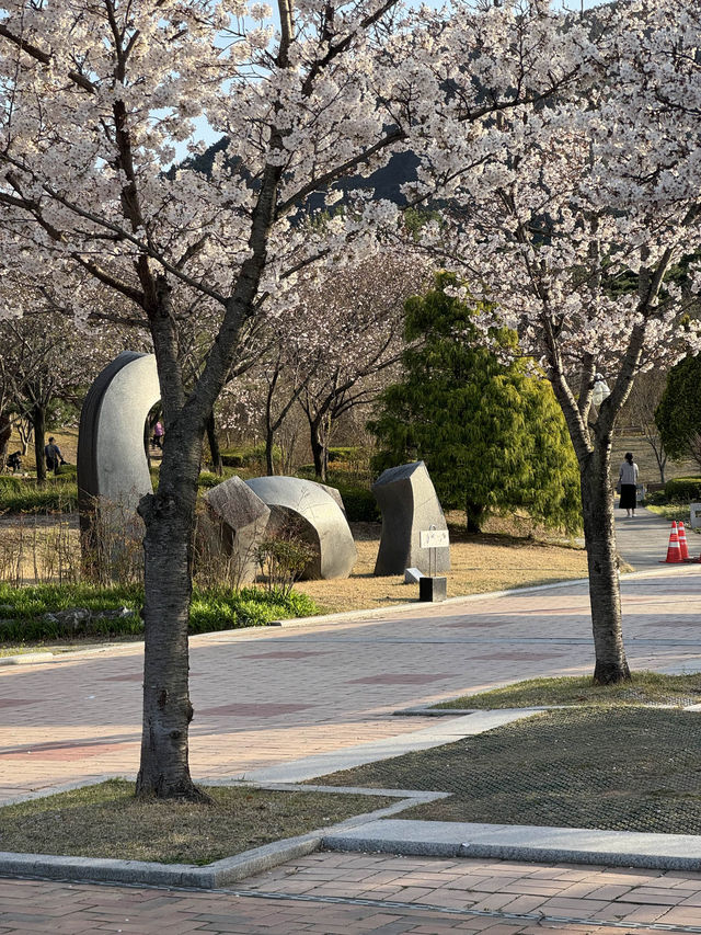 대구 벚꽃놀이 명소 대구스타디움 