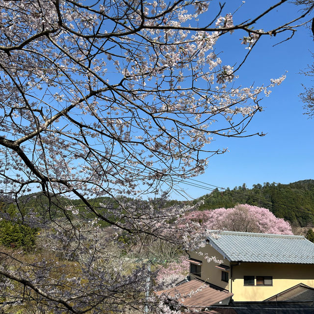 Day Trip To Mt Yoshino