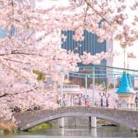 【首爾必遊】樂天世界櫻花季，享受快樂時光！