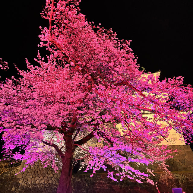 【夜桜】小田原城でライトアップ桜