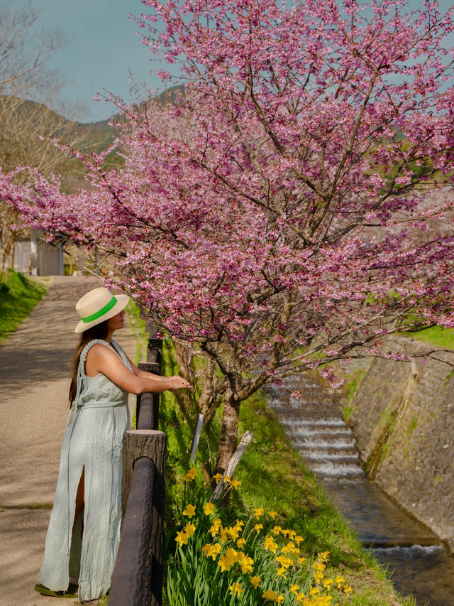 Sakura in Osaka - Nara