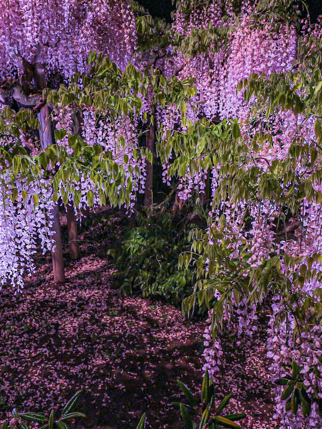 栃木県　あしかがフラワーパーク