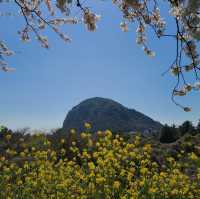 Beautiful Cherry Blossom of Sanbangsan Jeju