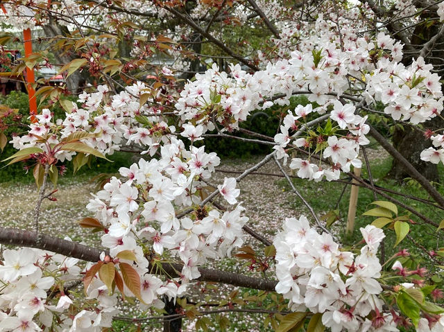 🌸京都圓山公園：櫻花海洋，兼具歷史氣息