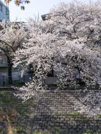 【東京都/多摩市】わざわざ行きたい東京都内の穴場お花見スポット