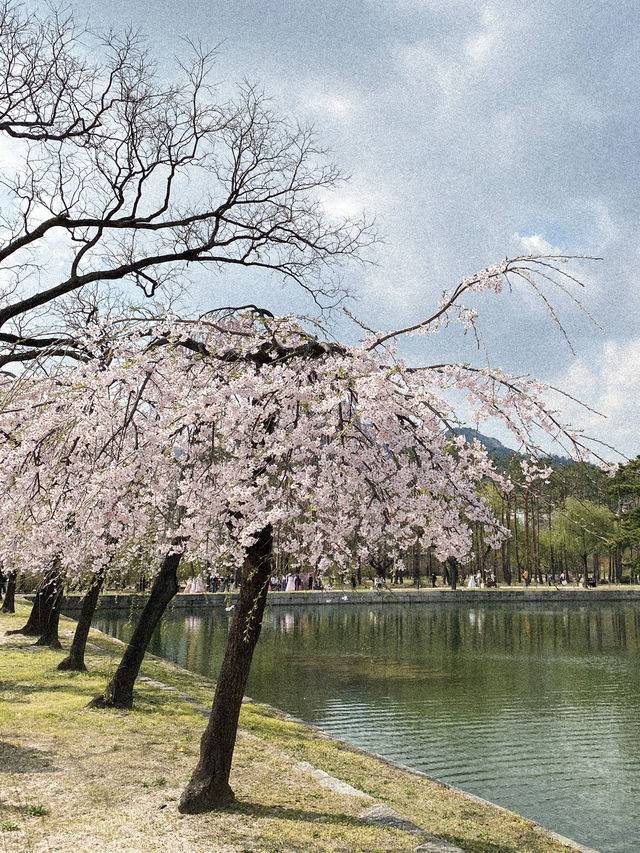 🌸 Ultimate cherry blossoms guide in Seoul 🌸