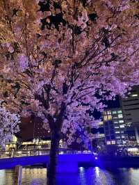 【小倉城桜まつり】夜桜とお城が幻想的です🌸