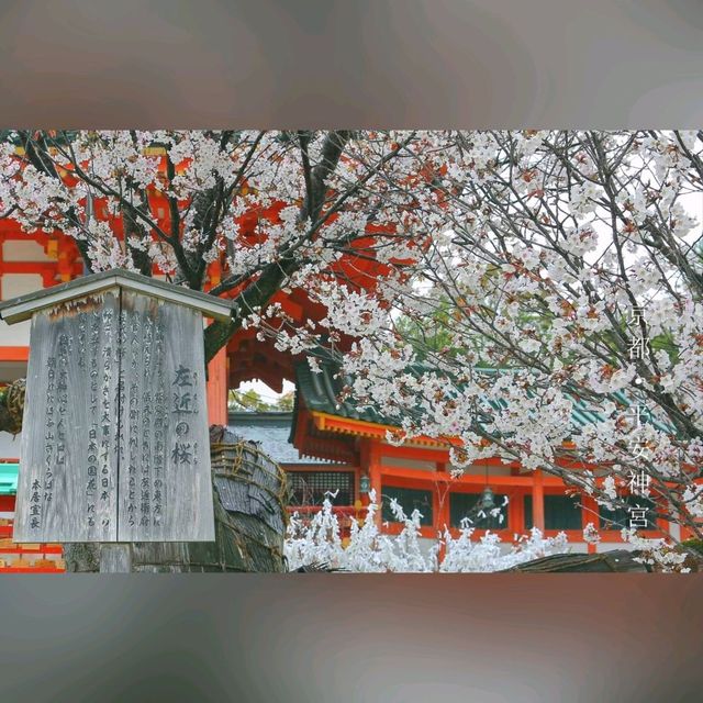 「京都櫻花，短暫而美麗」