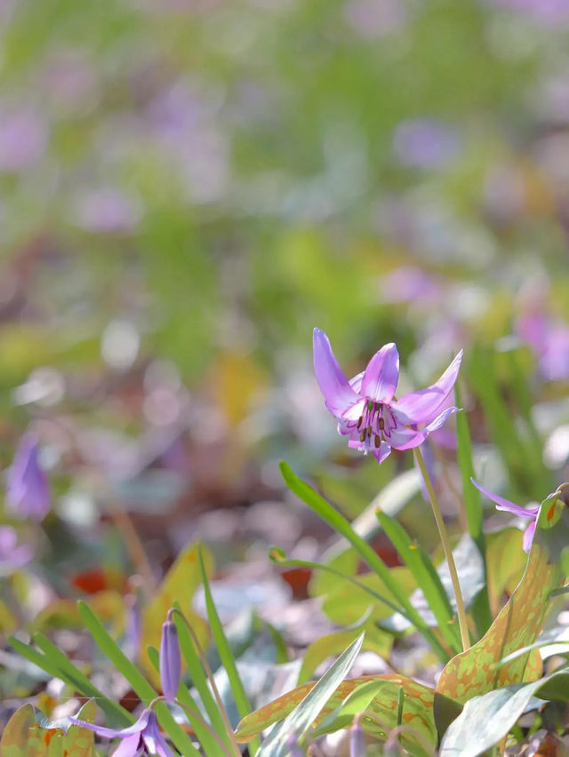 【栃木】春の妖精 カタクリの花に逢いに