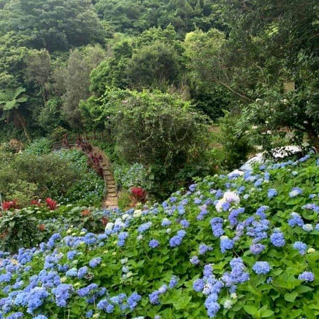 🌼 Folwering at Hydrangea Park 🇯🇵