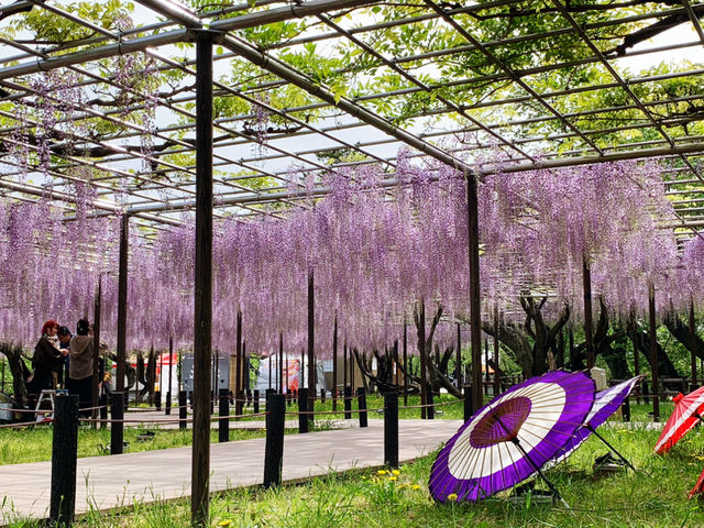 ชมดอกวิสทีเรีย (Wisteria) ใกล้นาโกย่า🪻