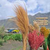 JOURNEY TO BROMO : THE SEA OF SAND