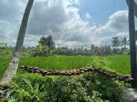 Kajeng Rice Field