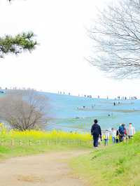 ネモフィラ見るならここに行け！ひたち海浜公園