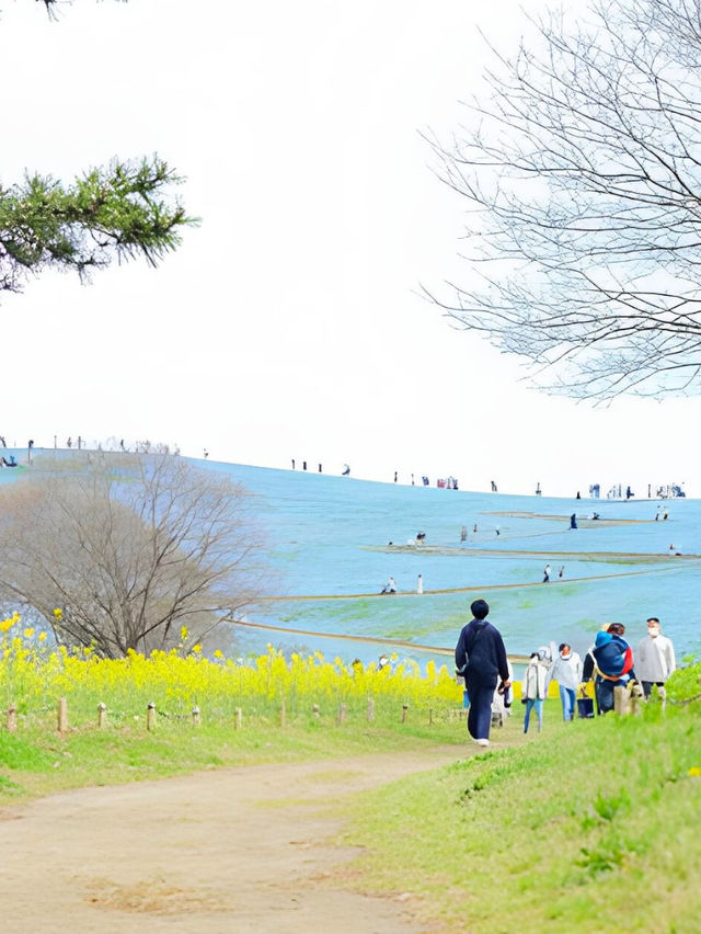 ネモフィラ見るならここに行け！ひたち海浜公園