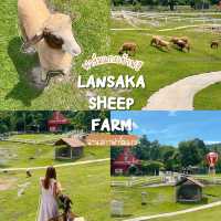 🐑ฟาร์มแกะเข้าฟรีที่นครศรีฯ