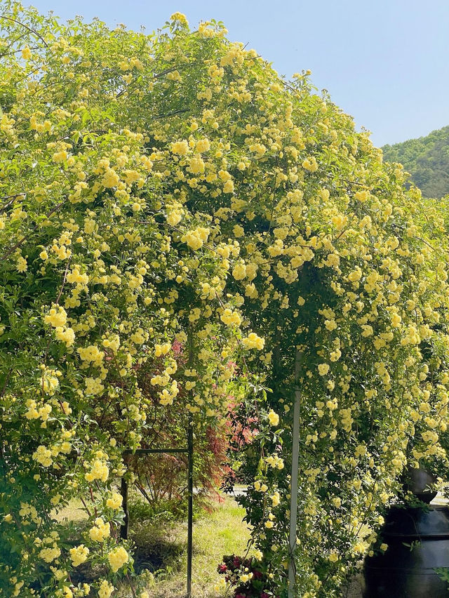 💛창원에서 제일 예쁜 목향장미 포토존💛