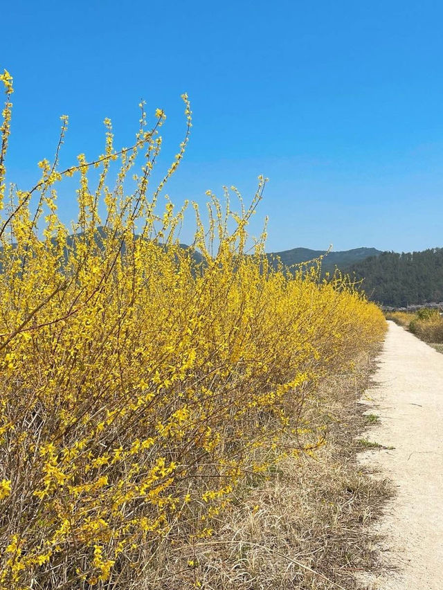 🌼지금 당장 가야하는 하동 개나리 뚝방길🌼