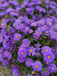 【淡路島観光】海を見渡せる100個の花壇の花々に癒される🌸🌼