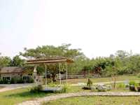 มาหาน้องหมาชามอยด์ ที่ Mesook farm