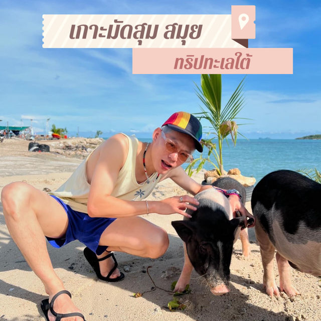 🐷เที่ยวเกาะสมุย ถ่ายรูปกับหมู เกาะมัดสุม
