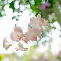 【成都植物園】春日百花齊放，2024年春遊首選