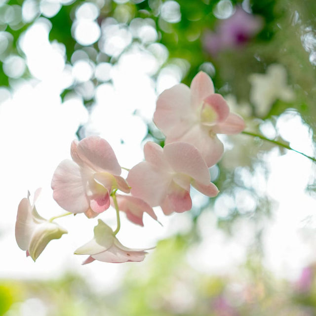【成都植物園】春日百花齊放，2024年春遊首選