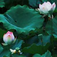 【高雄】澄清湖～荷花夢幻景緻～園林藝術之美