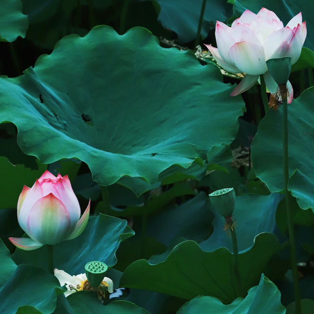 【高雄】澄清湖～荷花夢幻景緻～園林藝術之美