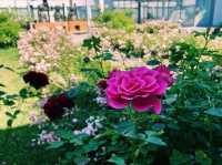 Museum of the Rose l