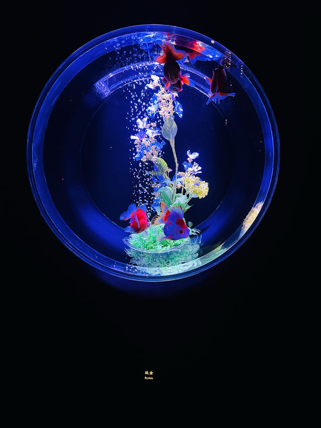 【東京都】雨の日観光にもおすすめ『アートアクアリウム美術館』