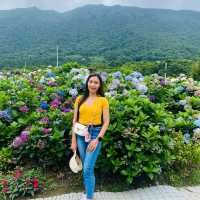 with beautiful flowers near the mountains❤️