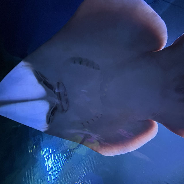 🇲🇾 潛入吉隆坡的藍色心臟！Aquaria KLCC 水族館，一場與微笑魟魚共舞的城市冒險！🦈✨