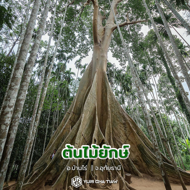 ต้นไม้ยักษ์