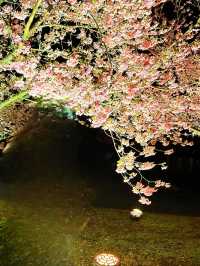 〜静岡県〜色あざかやな河津桜ライトアップ